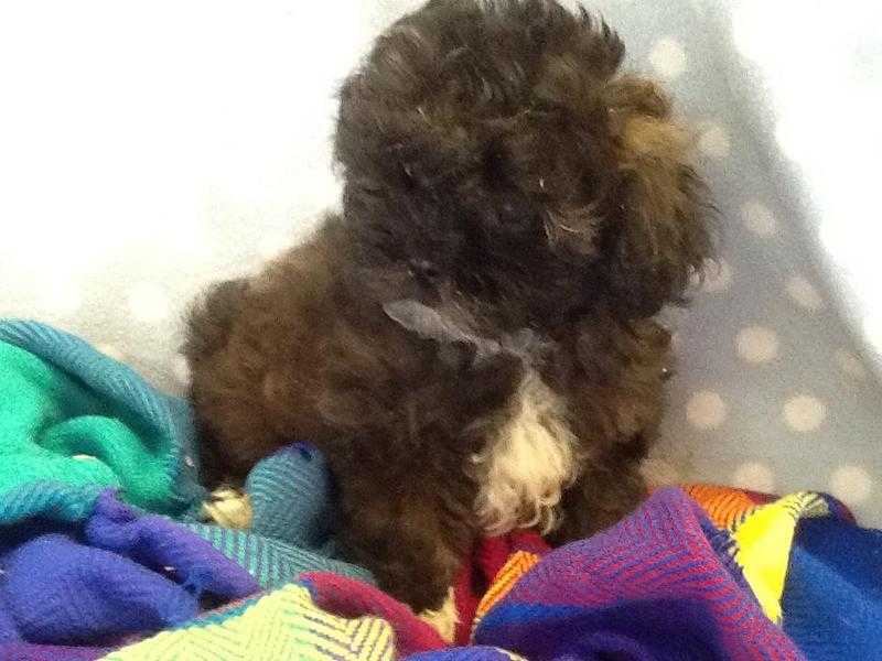 STUNNING LOW SHEDDING SHIHTZU X TOY POODLE PUPPIES