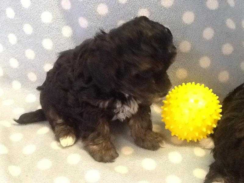 STUNNING LOW SHEDDING YORKIE  X TOY POODLE PUPPIES