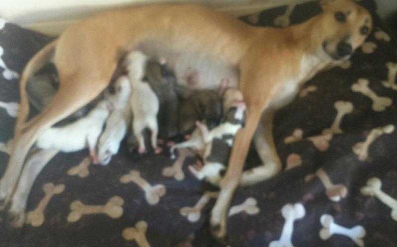 Stunning lurcher puppies for sale