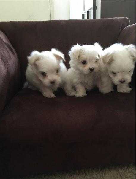 Stunning Maltese puppies ready to meet a good and caring home