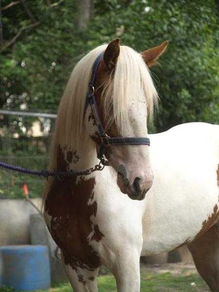 Stunning mare, 14.2hh, 6yo looking for a loving home