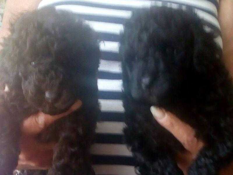 Stunning miniature poodle puppies