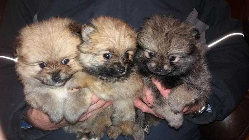 Stunning mixed litter of full bred Pomeranian Puppies