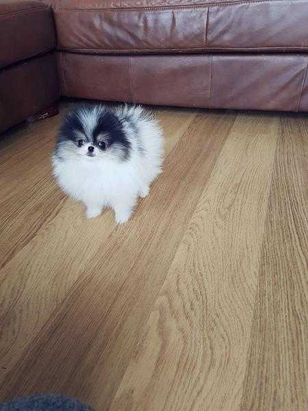 Stunning one in million very rare tricolour XS size teacup Pomeranian