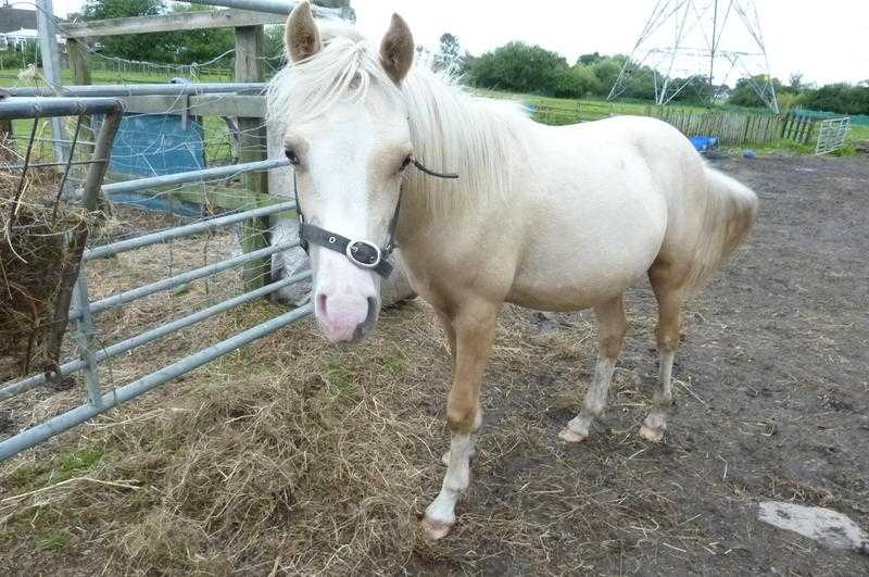 STUNNING PALOMINO COLT