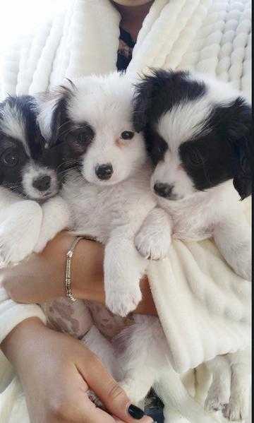 stunning papillon puppies for sale. ready now x