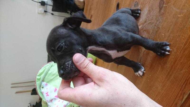 Stunning Patterdale Terrier puppies  pups