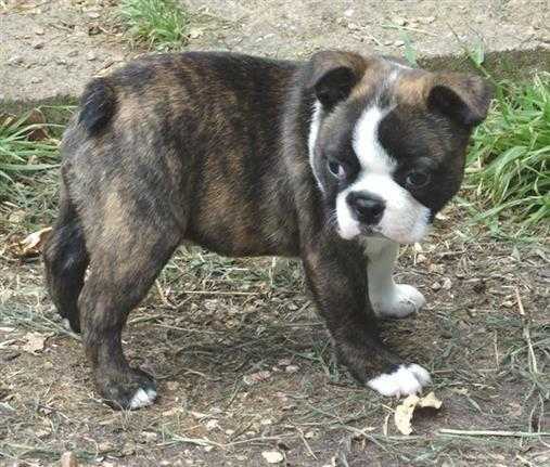 Stunning Pbred Boston Terrier Puppy039s