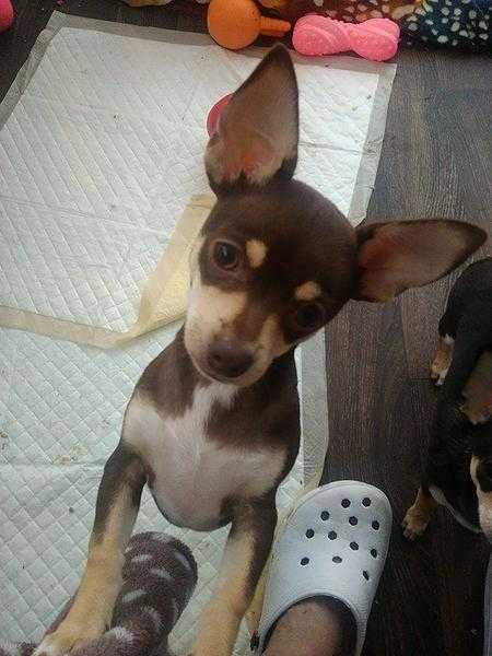 STUNNING PEDIGREE CHOCOLATE GREEN EYED MALE CHIHUAHUA PUP