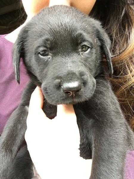 STUNNING PEDIGREE LABRADORS