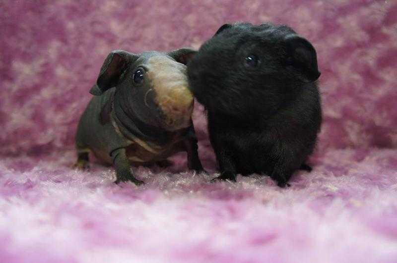 Stunning pedigree male skinny pigs for sale