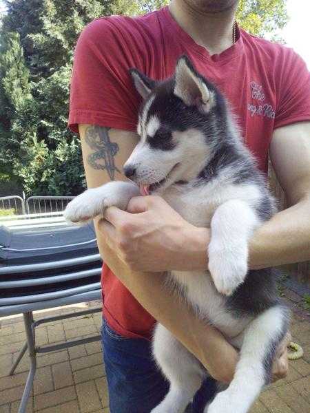 Stunning Pedigree Siberian Husky Puppies