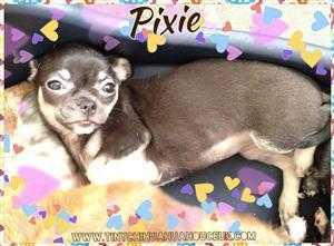 Stunning pixie tiny chihuahua pup