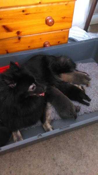 Stunning Pomeranian puppies for sale.