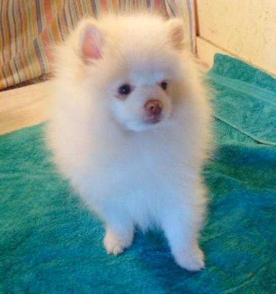 Stunning Pomeranian Puppy Home For Sale
