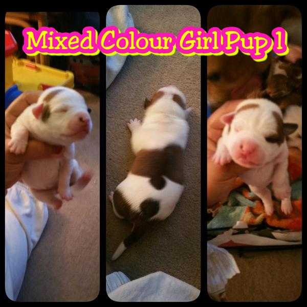 stunning pups for sale