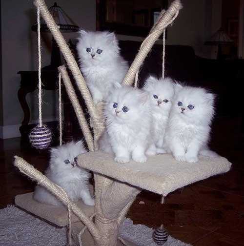 Stunning Pure White point Persian Kittens.