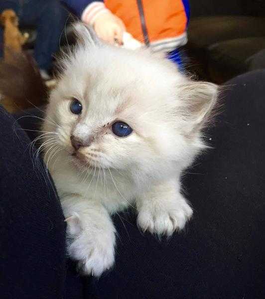 Stunning Ragdoll Kittens. Ready to reserve.