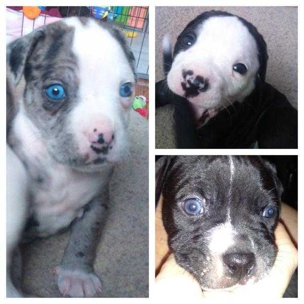 Stunning rare alapaha blue blood bulldog puppies for sale