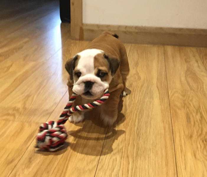 Stunning Red and White Quality Female British Bulldog puppy available.