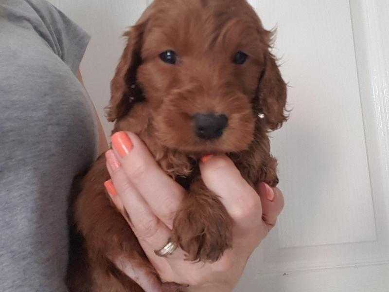 Stunning RedGold F1 Cockapoo puppies, FNPRA clear