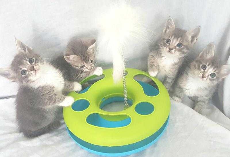 Stunning Siamese X Silver Kittens.  2Girls,2Boys