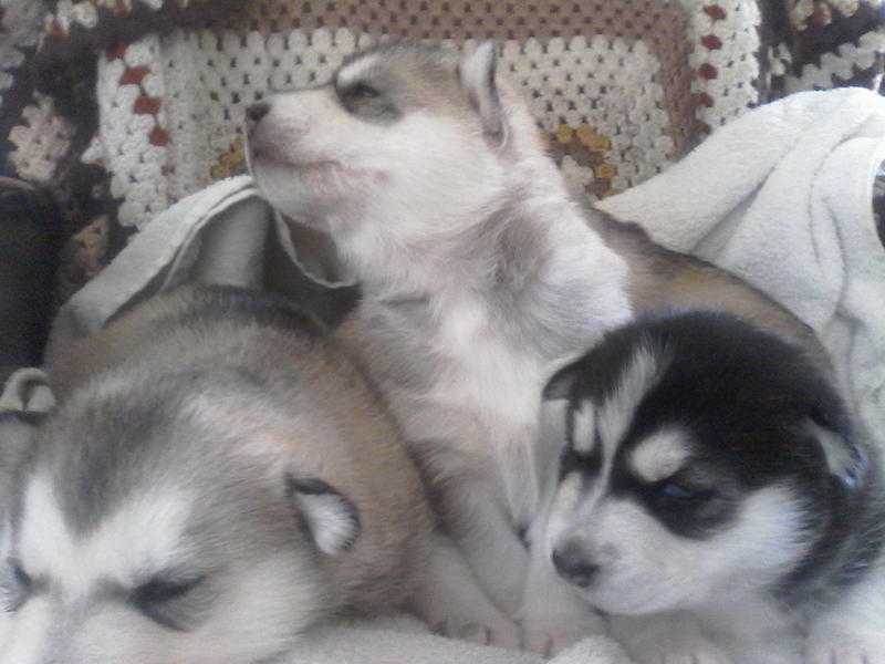 stunning siberian husky puppies