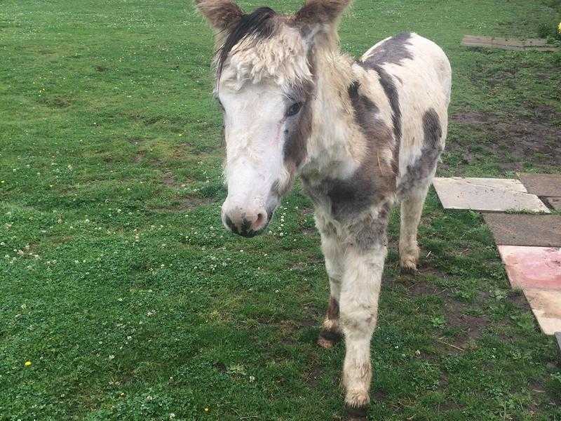 stunning skebold jack donkey