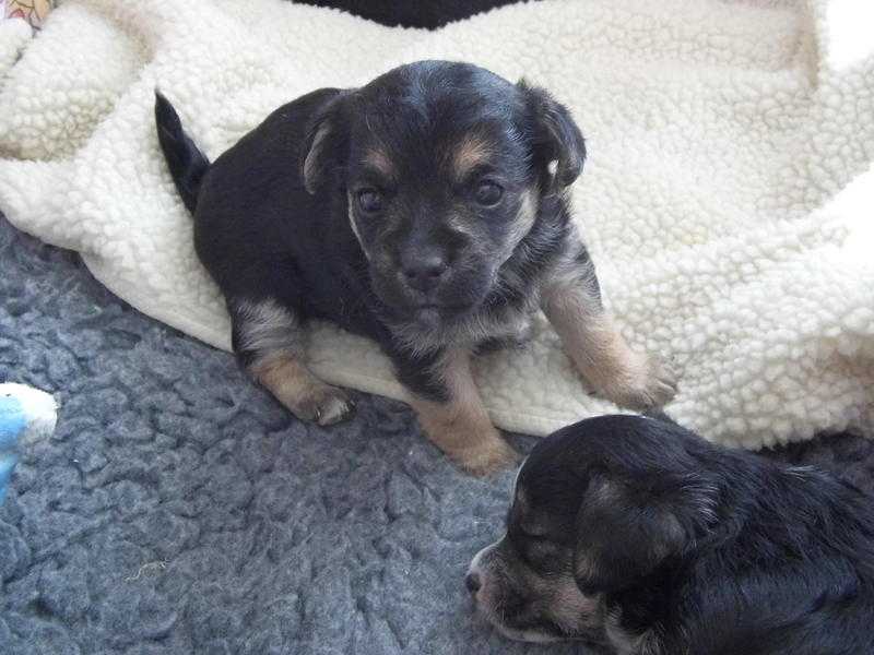 stunning small poochi pups