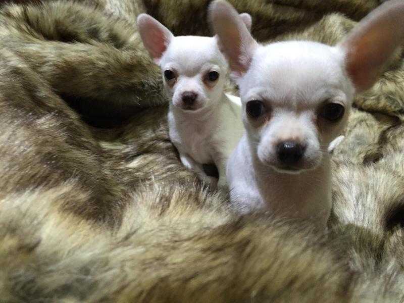 Stunning Smooth Coat Chihuahua blue lines  puppys ,1 Sold