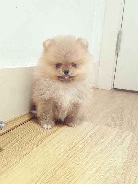 Stunning super cute XXS size tiny miniature Pomeranian boy