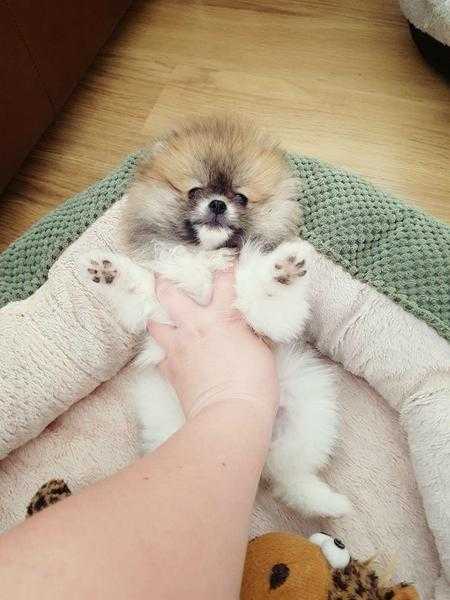 Stunning super fluffy teddy bear miniature Pomeranian