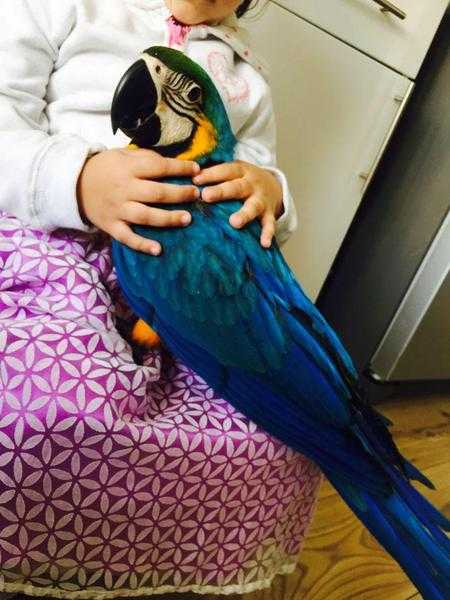stunning tame Blue and Gold macaw parrots