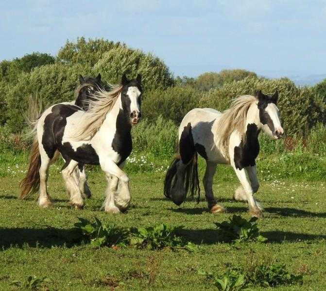 Stunning tradional cob mares