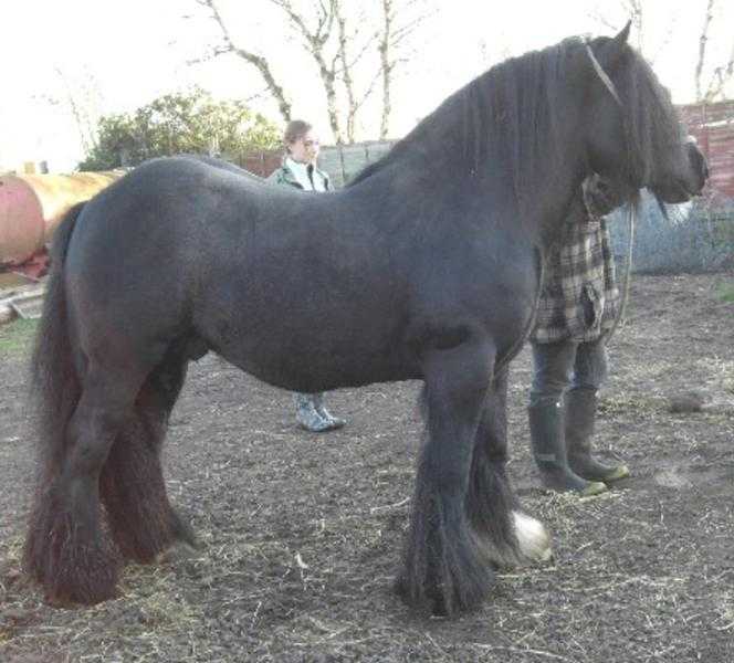 Stunning traditional cob stallion