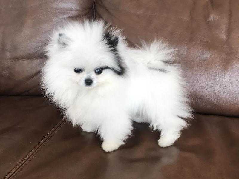 Stunning very special teacup Pomeranian girl in unique white parti color