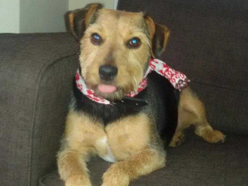 Stunning Welsh Terrier Male neutered 6 years
