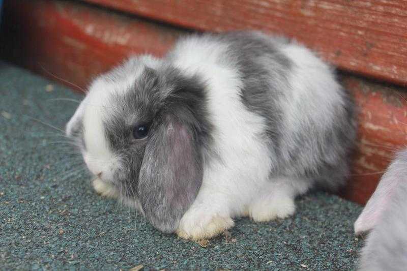 such striking markings on mini lops