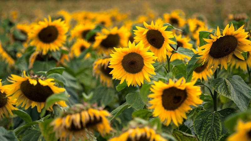 Sunflowers at Sunrise - Landscape Photography Workshop, 3rd September