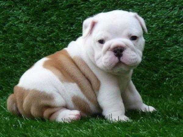 Super adorable English bulldog Puppies