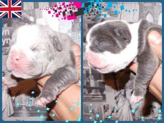 SUPER BLUE BULLDOGS