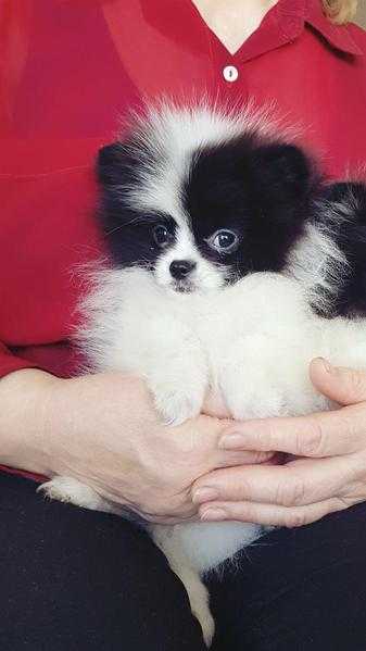 Super cute extremely gorgeous XXS size teacup Pomeranian girl