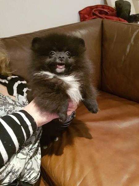 Super cute extremely lovable miniature Pomeranian boy