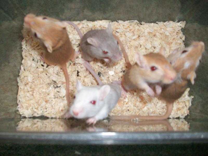 super friendly baby gerbils from hobby breeder including new REX coats