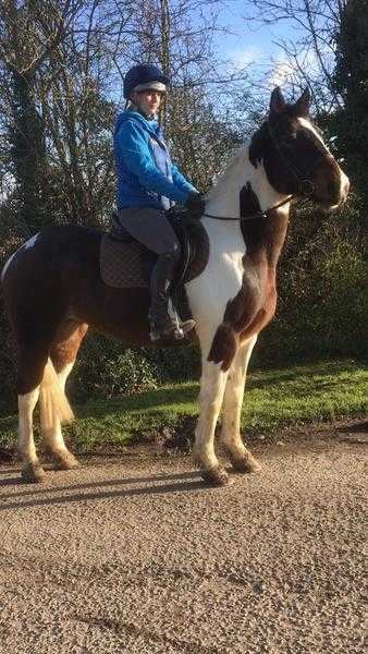 Super ISH 15.2hh 5 yrs mare