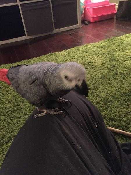 Super lovely African Grey Parrot Tame Talking Inc Cage