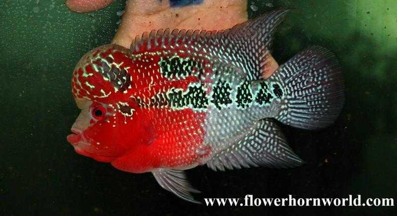 Super nice flowerhorn for sale