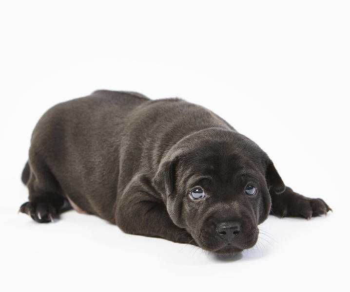 Super Rare Phu Quoc Ridgeback puppies