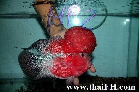 Super Red flowerhorn louhan fish for sale AAA