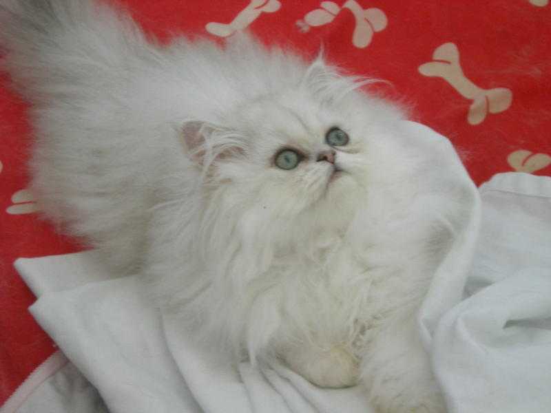 SUPER TOP PEDIGREE WHITE PERSIAN KITTENS